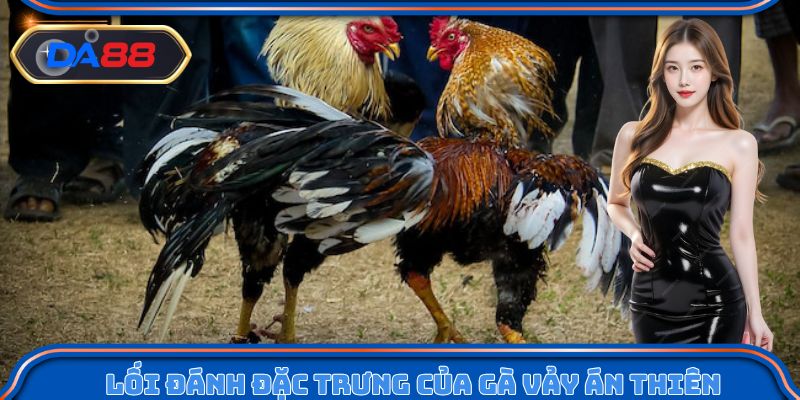Lối đánh đặc trưng của gà vảy án thiên